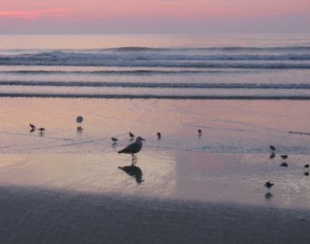 Ogunquit sea shore seagulls