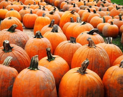 So many pumpkins