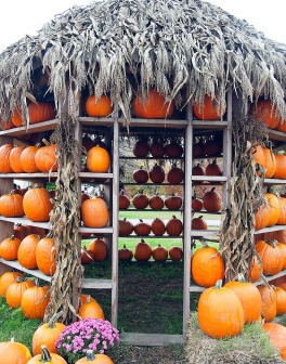 Pumpkin house ...