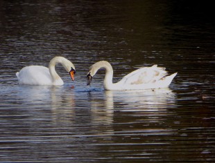 Oct 2012 - Swans