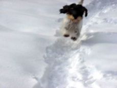 Griffin flying in snow