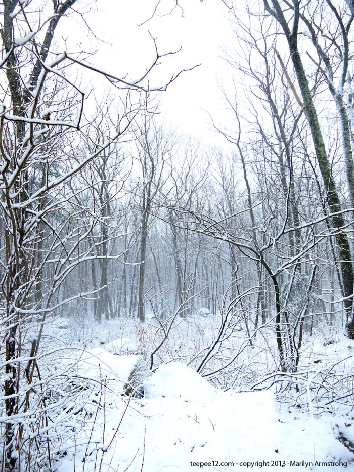 The silence of the woods after a heavy snow