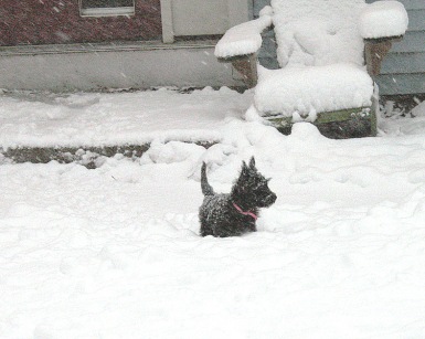 As a puppy ... maybe 12 weeks old. She loved snow and grew up in it.