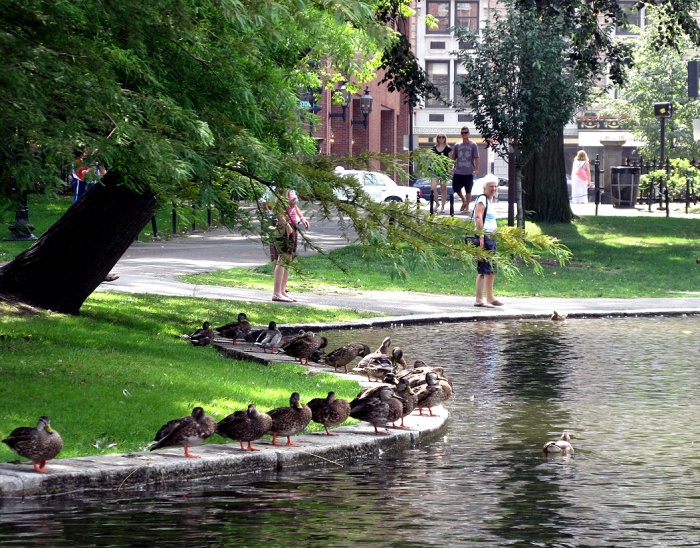 Ducks waiting along the pond on Boston Common