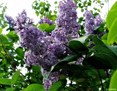 Lilacs sping 2013