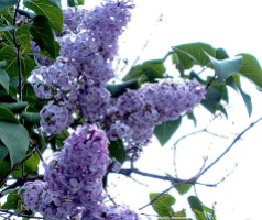 Lilac-6