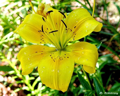 96-Yellow Lily-NK-1