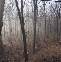 Early morning mist in the woods in January