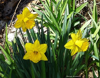 75-0414-1-daffodils