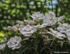 white begonia 2