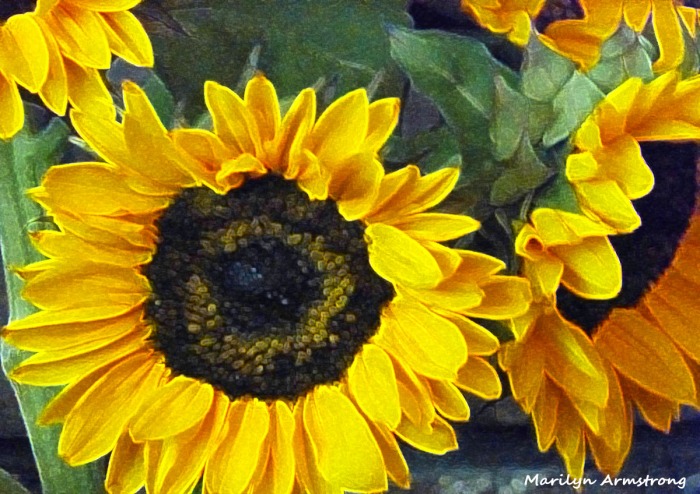 72-Sunflowers2_16