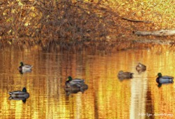 Ducks on the Mumford in November -- Sorry, NOT square!