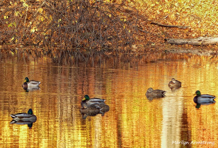 Ducks on a golden day in November on the Mumford River