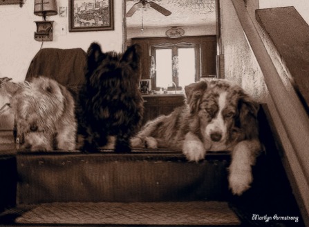three dogs on stairs sepia