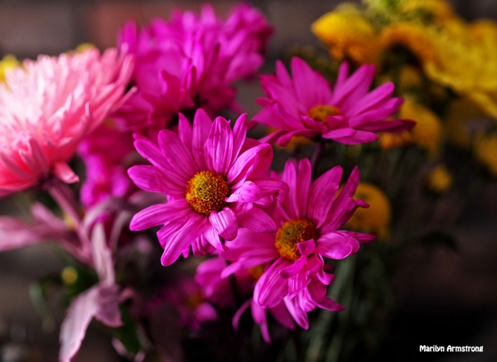 bright pink daisy bouquet