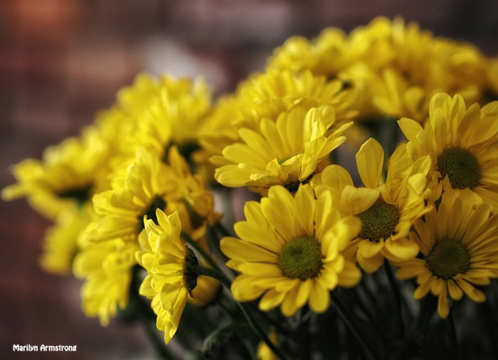 bright yellow chrysanthemum bouquet