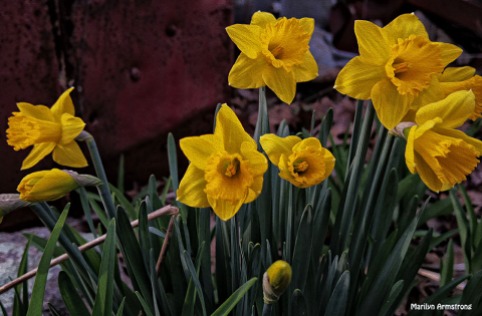 72-Daffodils-Sunday-0419_13