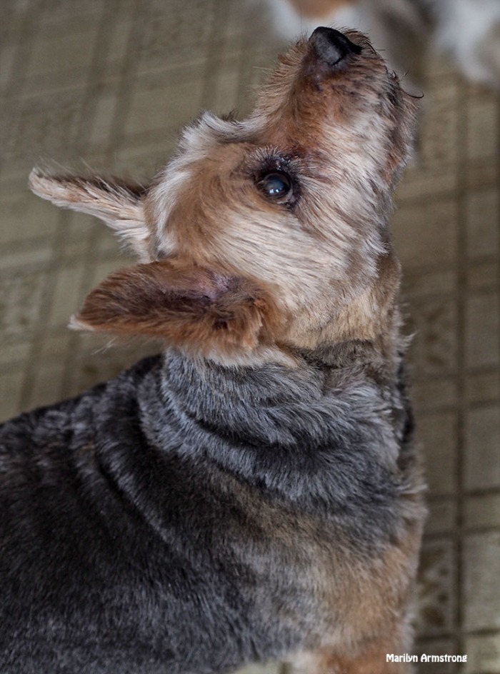 NAN Norwich Terrier dog biscuit