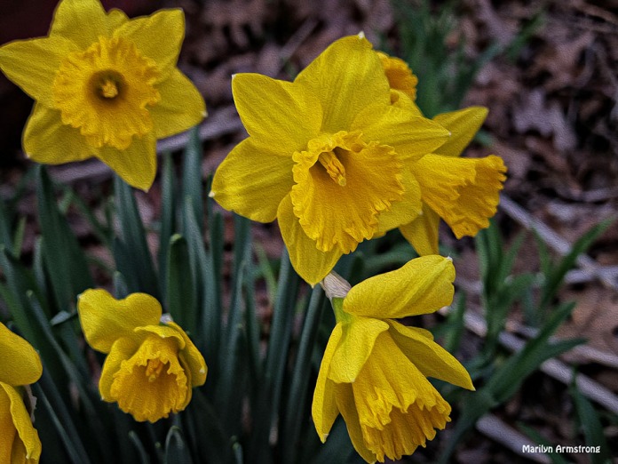 72-Oil-Daffodils-Sunday-0419_16