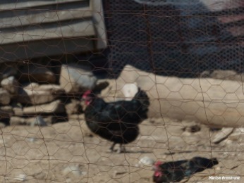 72-Chicken-Coop-Farm_134