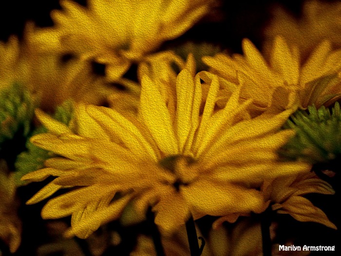 yellow chrysanthemum OIL