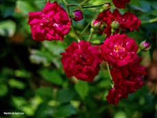 72-Red-Roses-Garden_14
