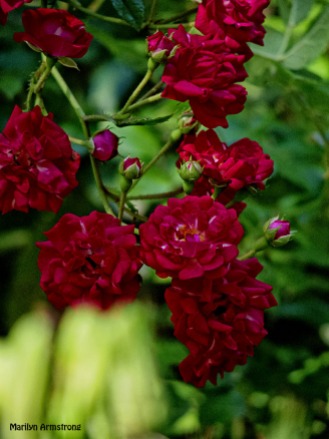 72-Roses-Garden_15