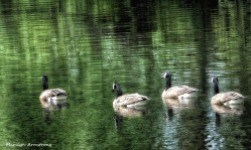 72-Geese_35