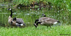 72-New-Geese_13