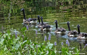 72-New-Geese_18