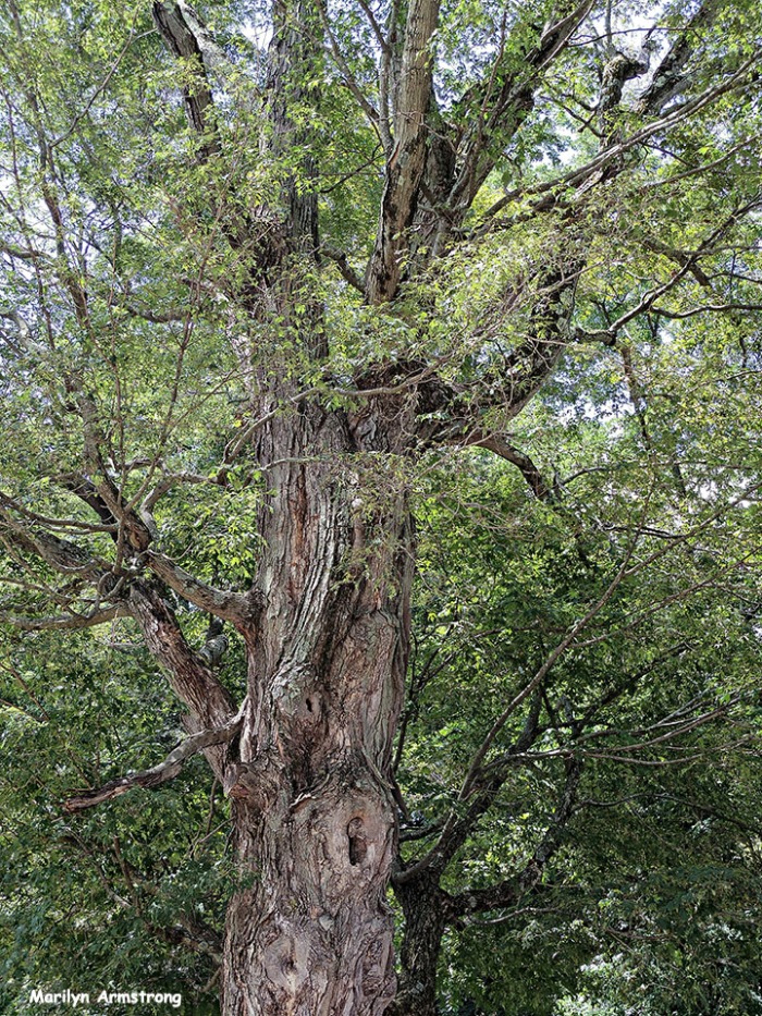 72-Old-Tree-Uxbridge-0807_094
