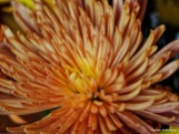 Chrysanthemum autumn