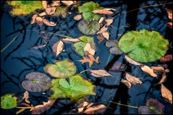 Lilypad Pond