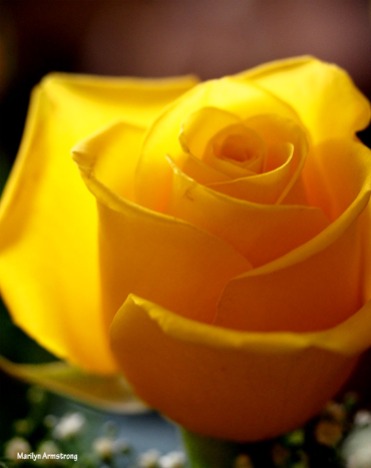 72-perfect-yellow-rose-1104_024