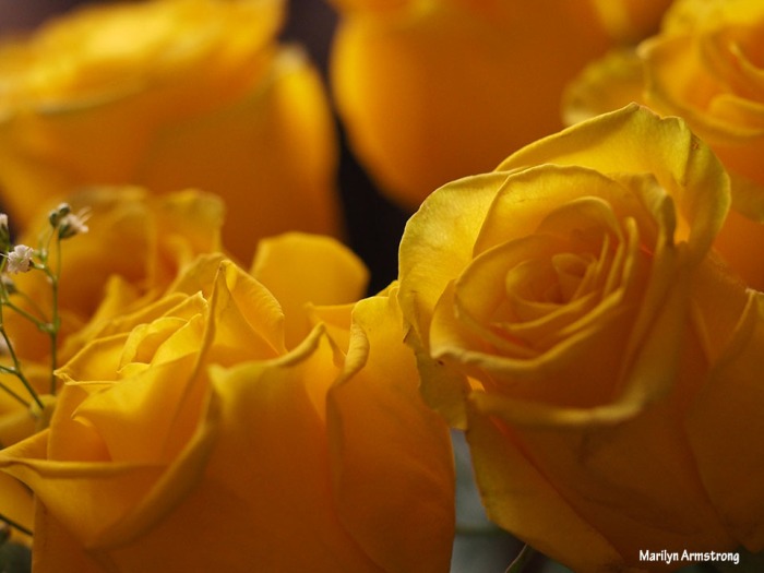 72-unprocessed-yellow-roses-1104_007