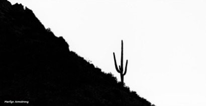 72-BW-Lone Cactus-MAR-Superstition-011316_285