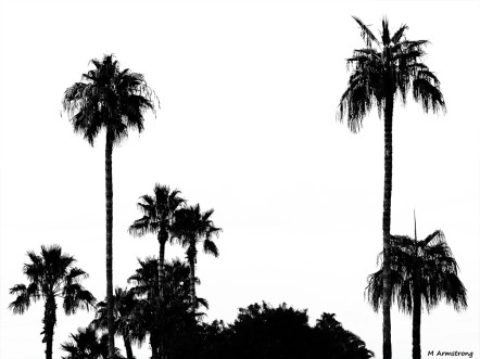 Palms in Phoenix