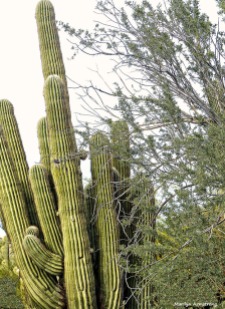 72-Cactus-MAR-Phoenix-Mountains-Afternoon-01062015_011