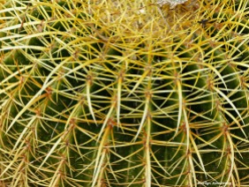 72-Cactus-MAR-Sunday-011016_138