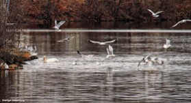 72-feed-birds-swans-mar-030816_048