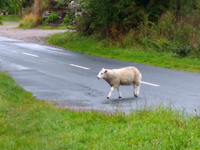 sheep Yorkshire