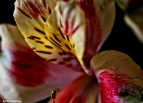 72-macro-april-bouquet-041016_04