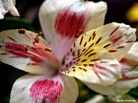 72-macro-april-bouquet-041016_05