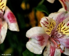 72-macro-april-bouquet-041016_21