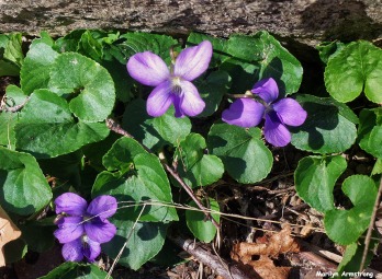 72-Violets-Garden-042016_09