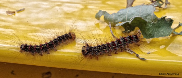 Our own personal Gypsy Moth caterpillars
