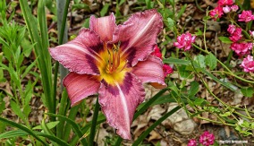 72-Pink-Lily-June-Garden-062716_023
