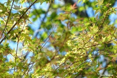 New leaves on our Japanese maple tree