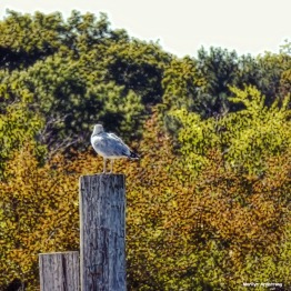 72-lone-seagull-autumn-09222016_038