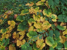 72-vines-first-autumn-color-09202016_09